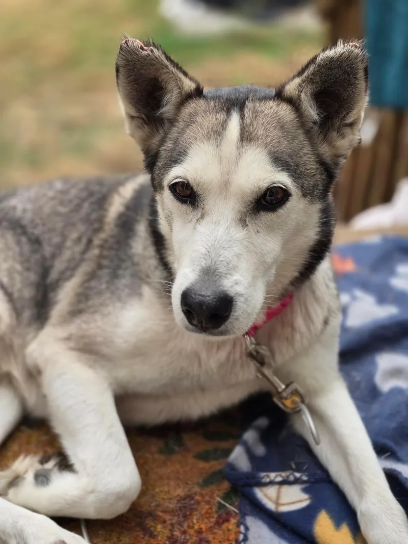 Southern Morgan thumbnail 4