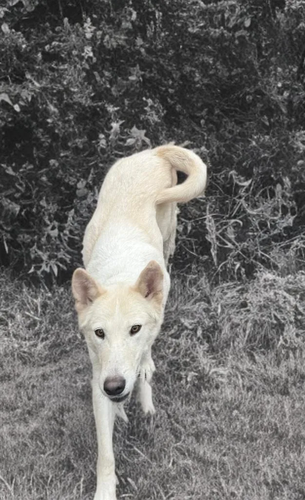 Snow White thumbnail 3