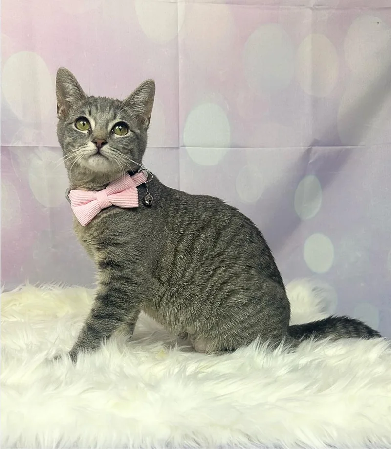 A baby medium-sized female Domestic Short Hair cat named Lola for adoption in Houston, TX
