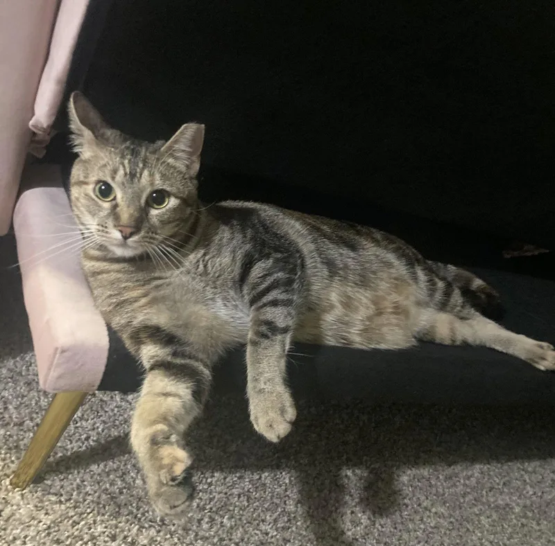 Lollis Greatplaymateforkids thumbnail 2