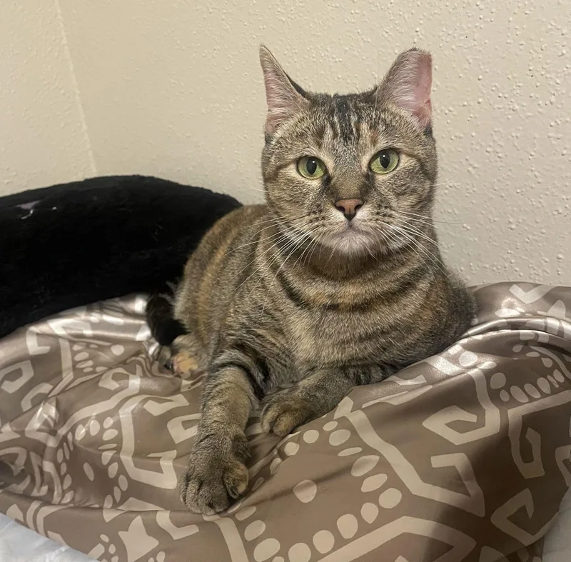 Lollis Greatplaymateforkids thumbnail 3