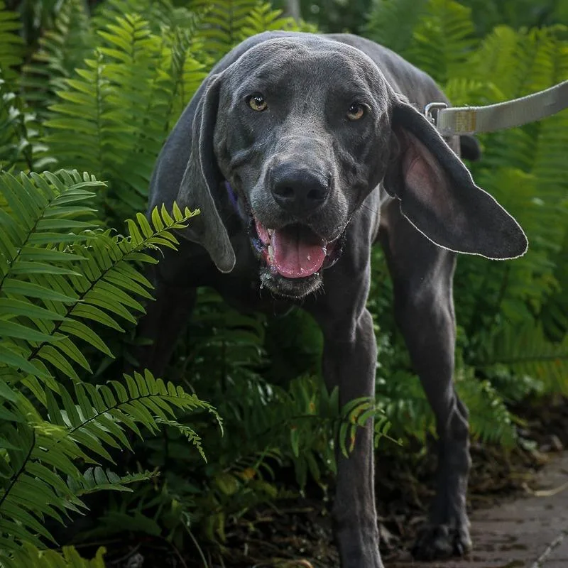 Sterling thumbnail 2