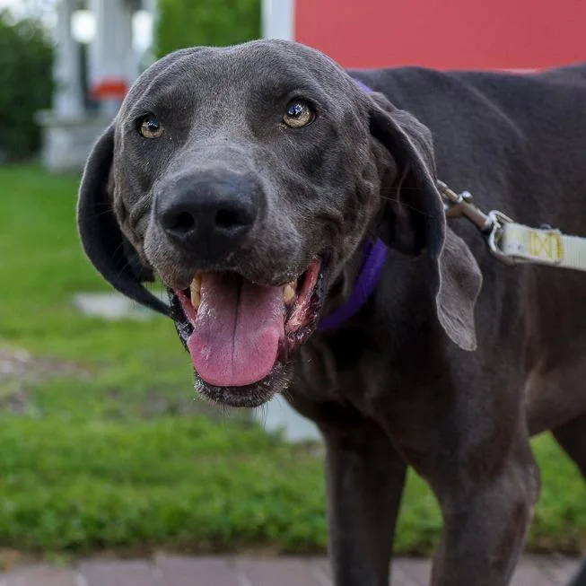 Sterling thumbnail 3