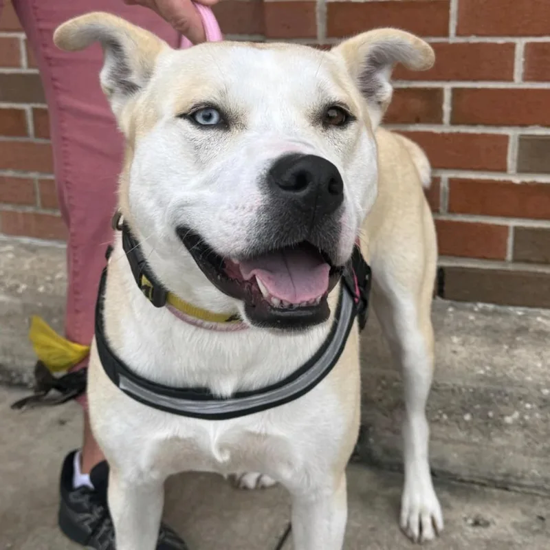 An adult medium-sized female Yellow / Tan / Blond / Fawn Husky dog named Athenea for adoption in Houston, TX