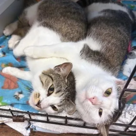 Collette thumbnail 2