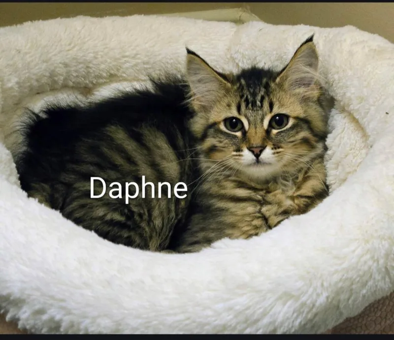 Daphne