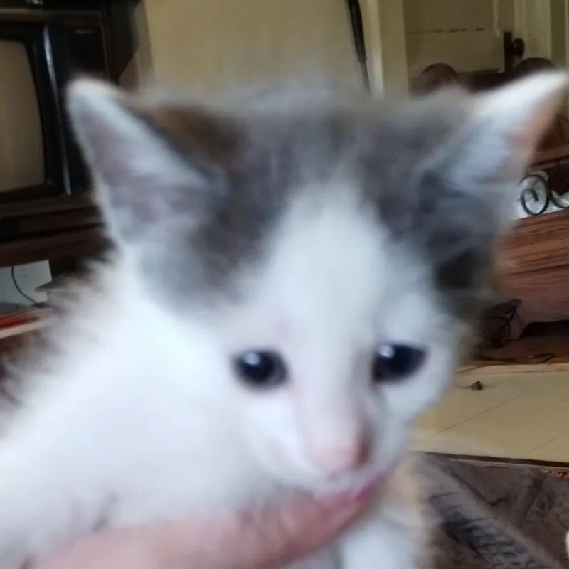 Mr. Biscuit thumbnail 2