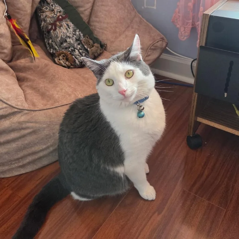 Mr. Biscuit thumbnail 3