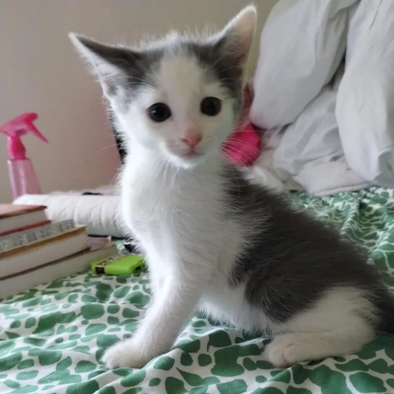 Mr. Biscuit thumbnail 4