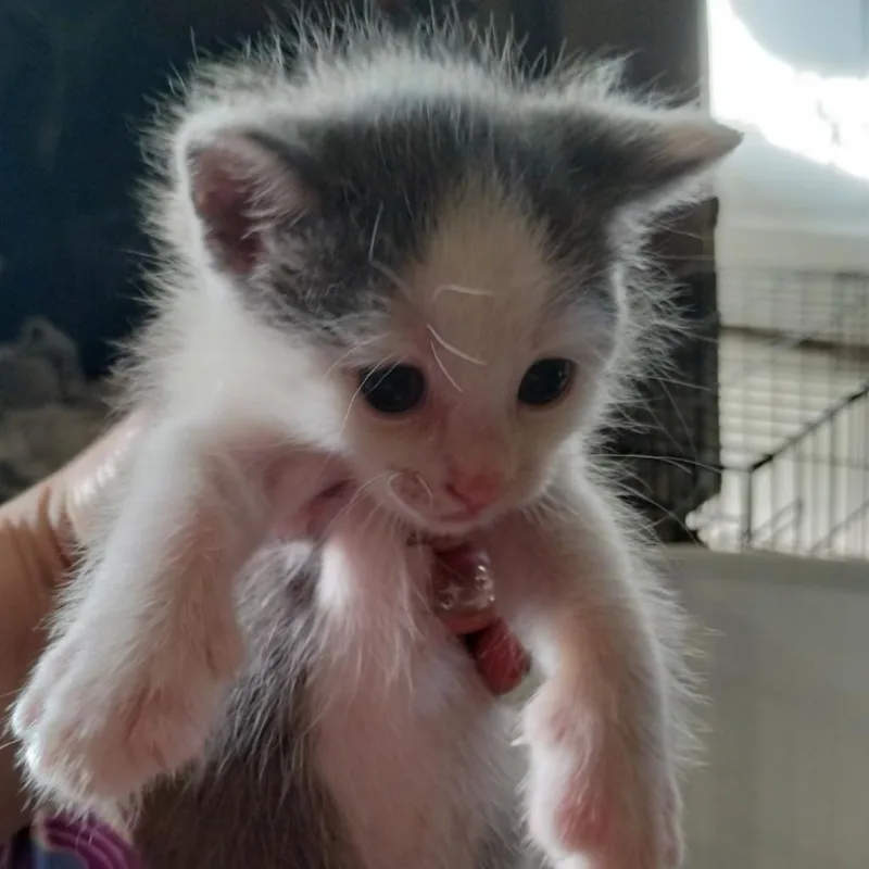 Mr. Biscuit thumbnail 5