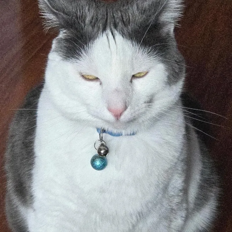 Mr. Biscuit thumbnail 6