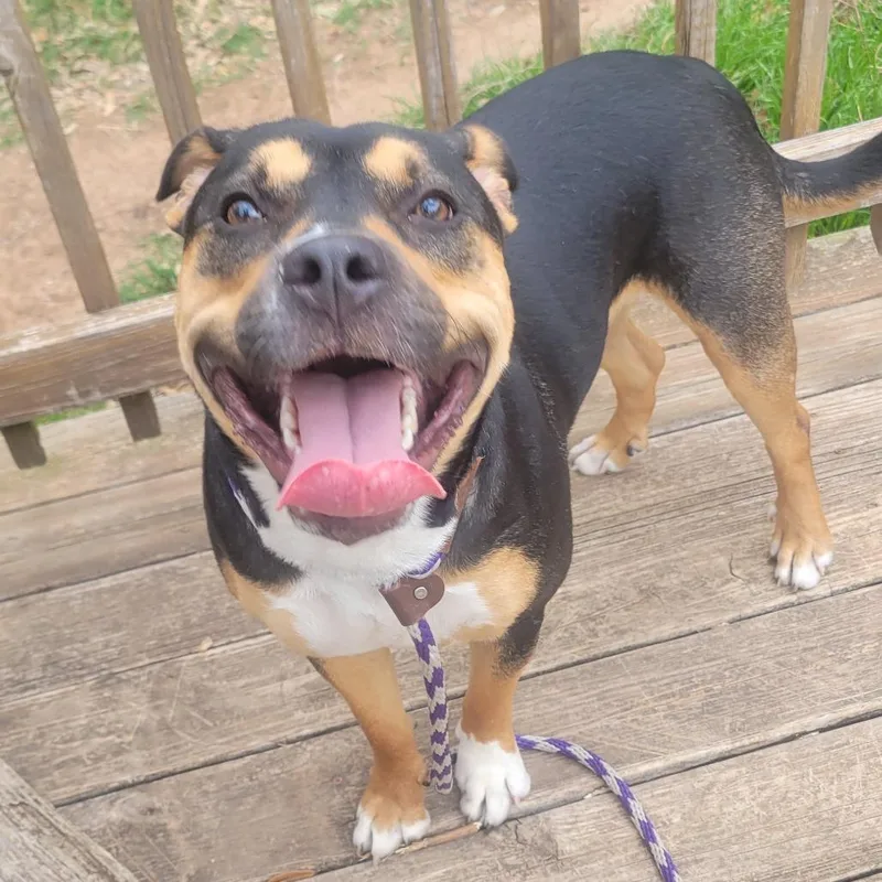 Ice Cream thumbnail 2