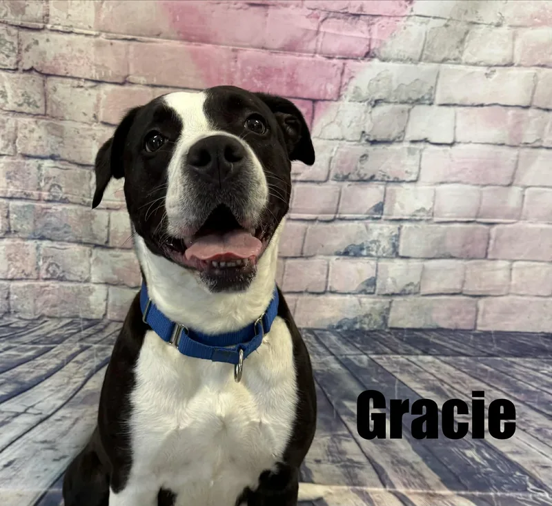 Gracie thumbnail 2