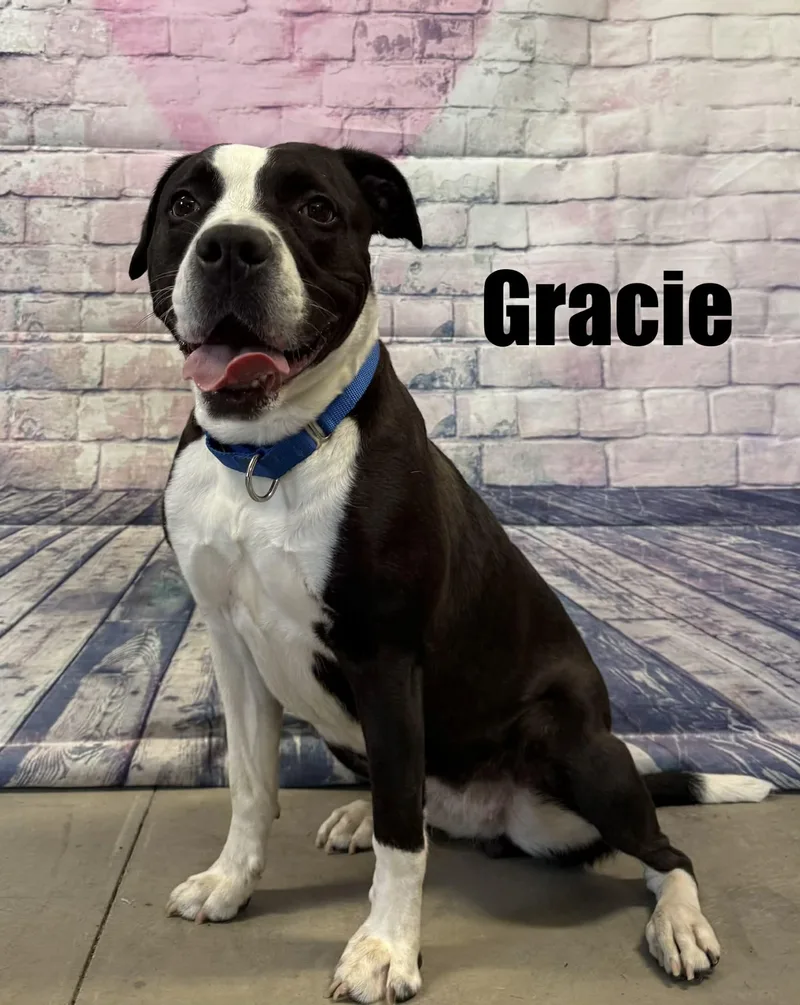 Gracie