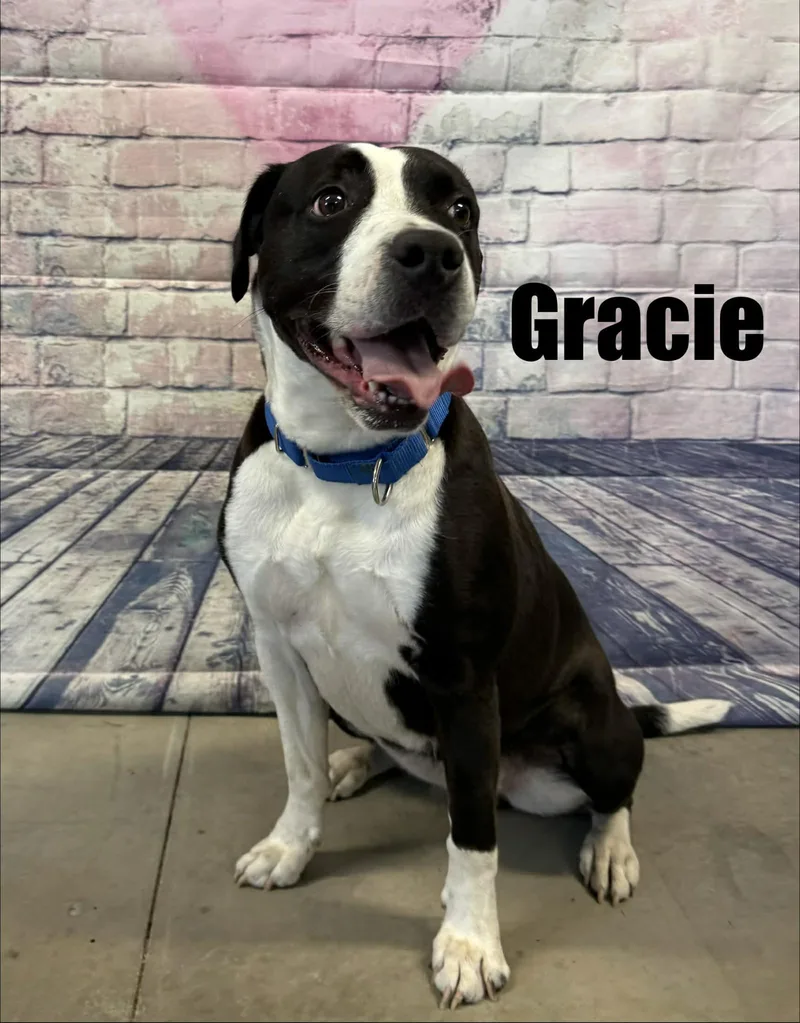 Gracie thumbnail 3