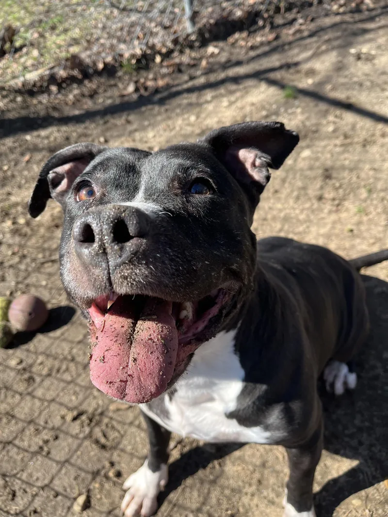 A senior large-sized female Mixed Breed dog named Princess for adoption in Mishawaka, IN
