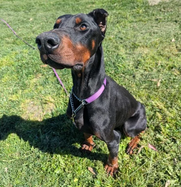 Gentleman thumbnail 2