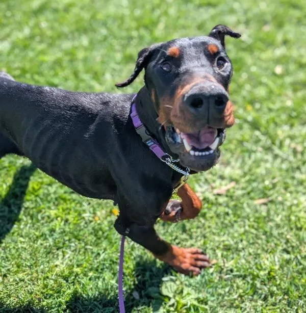 Gentleman thumbnail 3