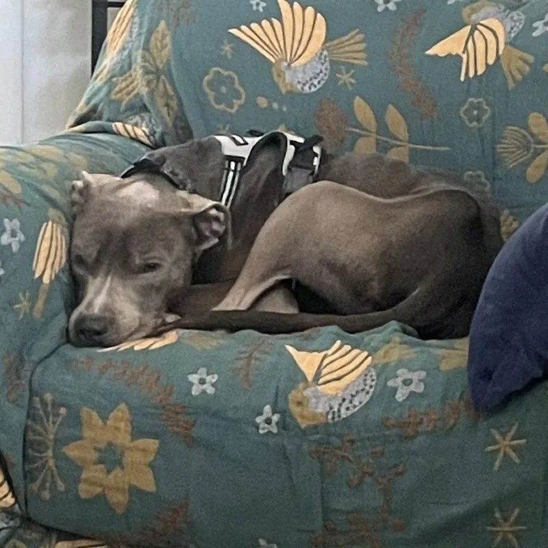 Stan Lee thumbnail 2