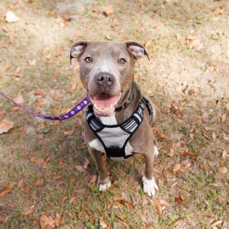 Stan Lee thumbnail 3