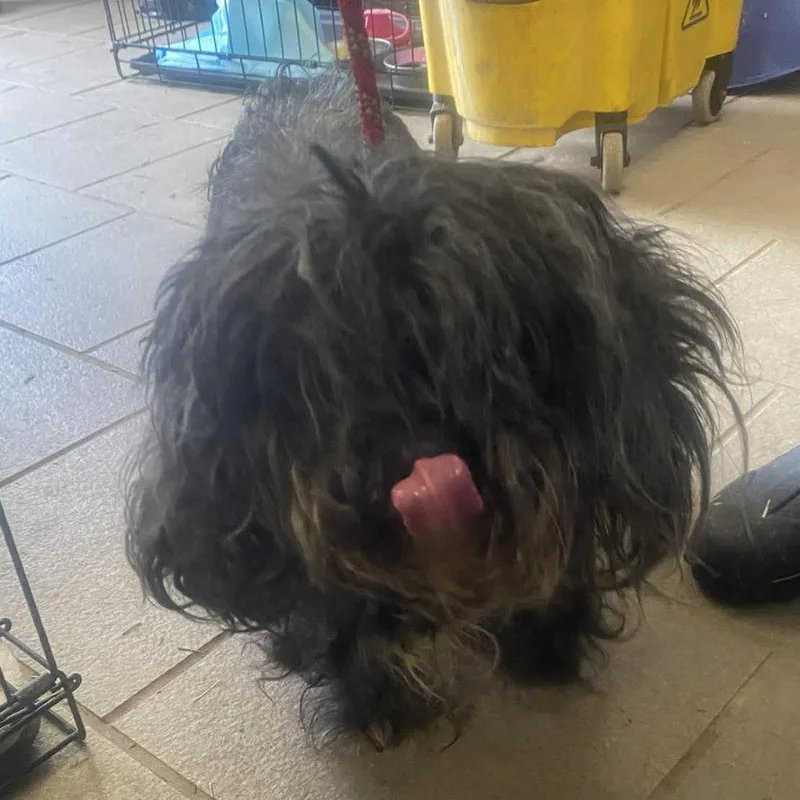 Jane Pawsten Stray Hold