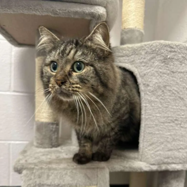 Battle Cat thumbnail 3