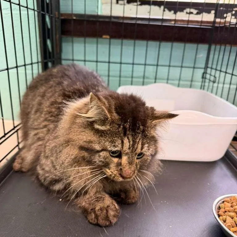 Battle Cat thumbnail 4