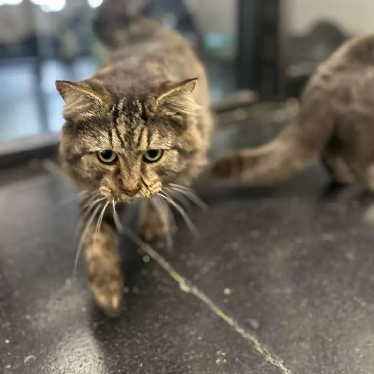 Battle Cat thumbnail 5