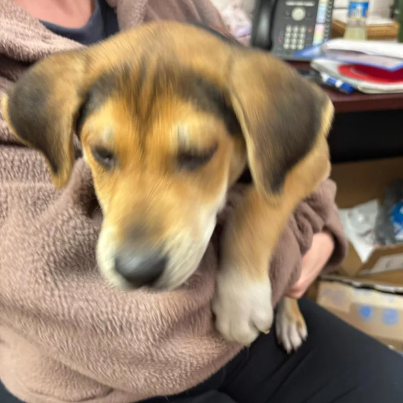 Snoopiesponsored thumbnail 2