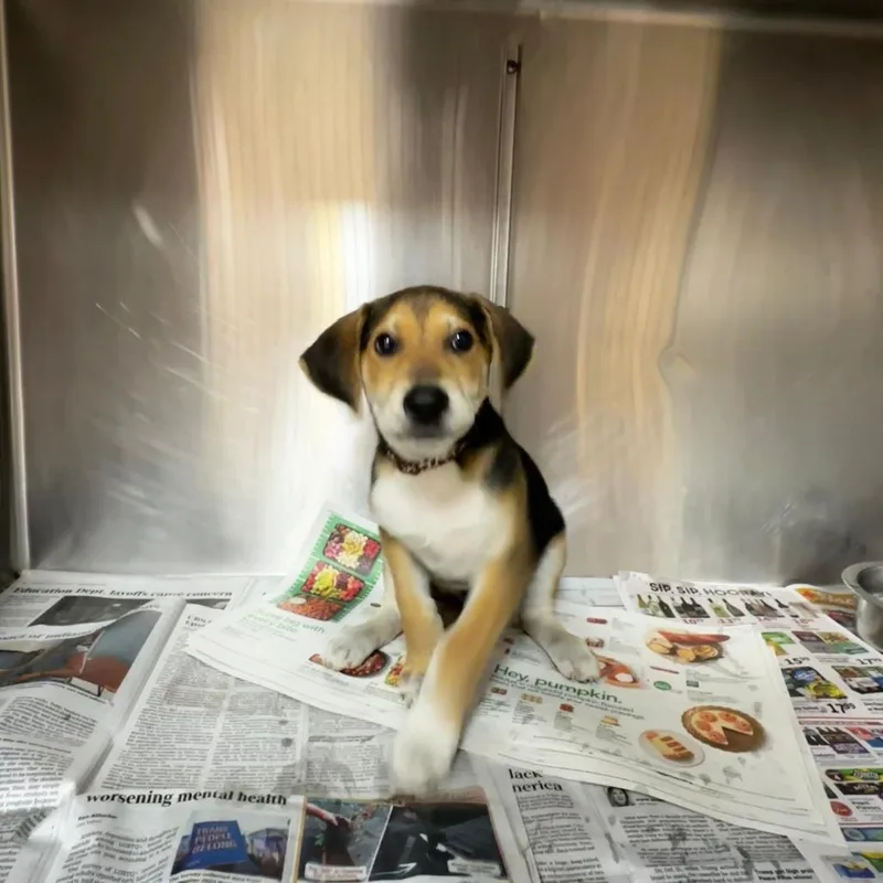 Snoopiesponsored thumbnail 3