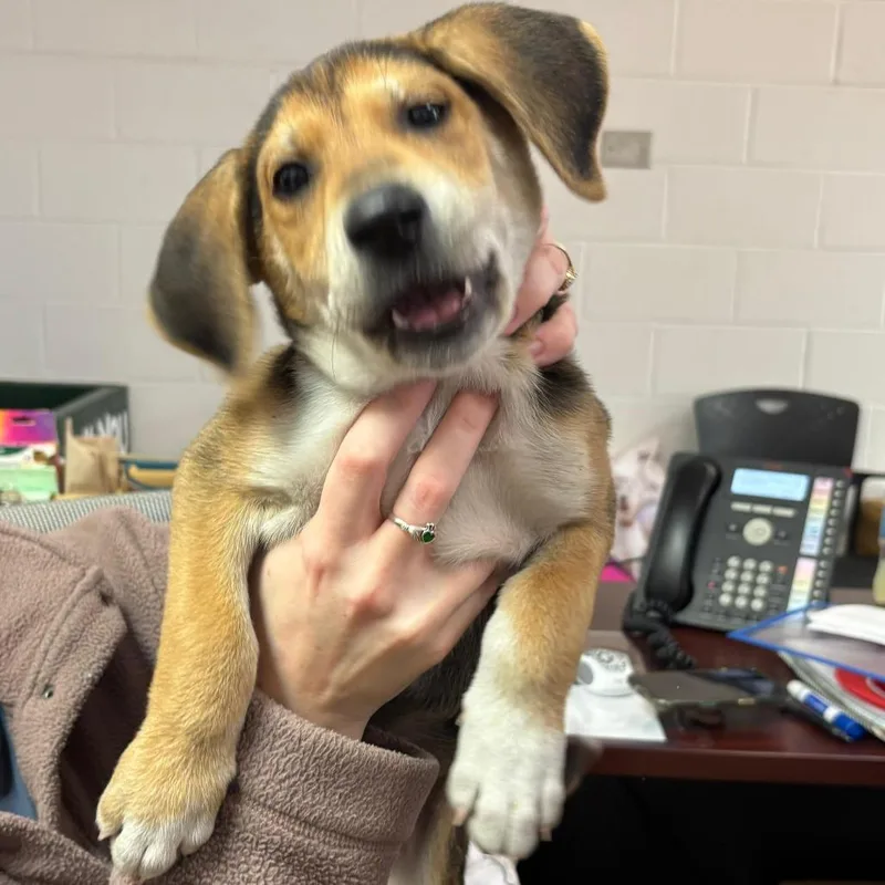 Snoopiesponsored thumbnail 4