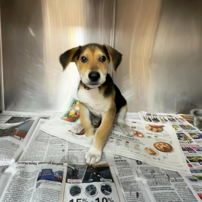 Snoopiesponsored thumbnail 5