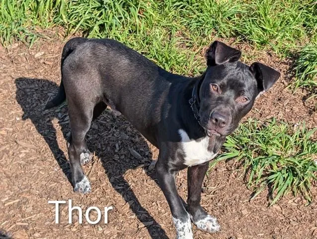 Thor