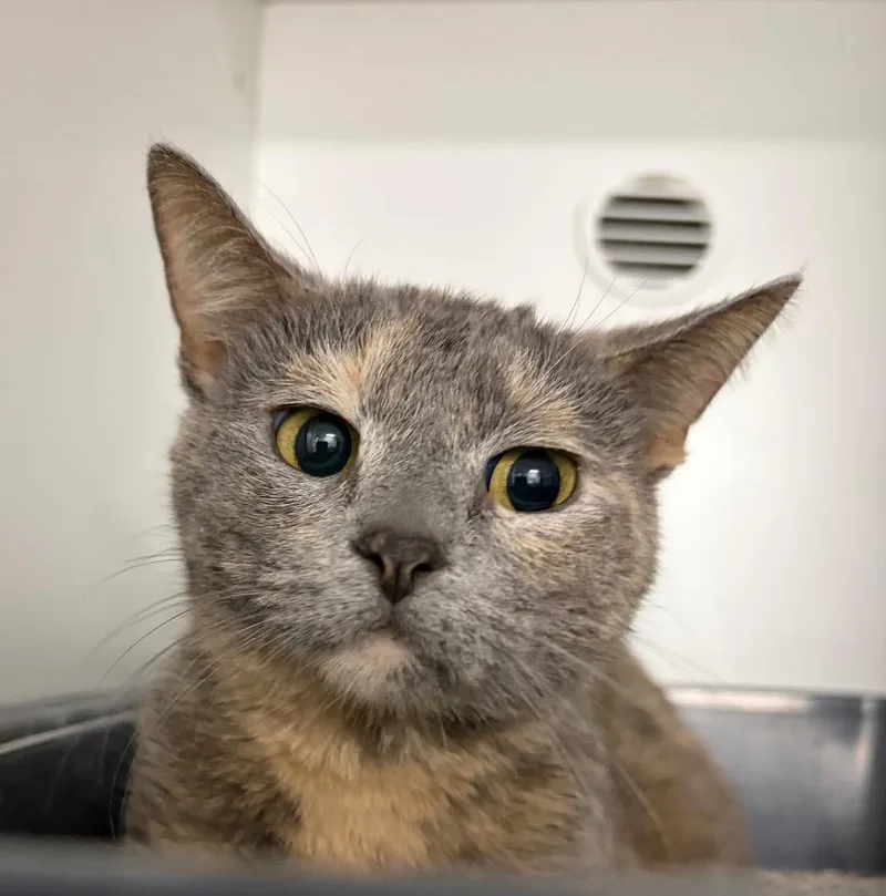 Tortellini thumbnail 2