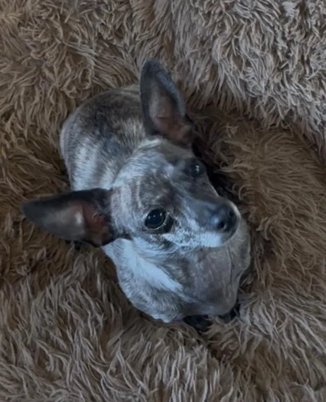 Lucy  Xolomexican Hairless thumbnail 2