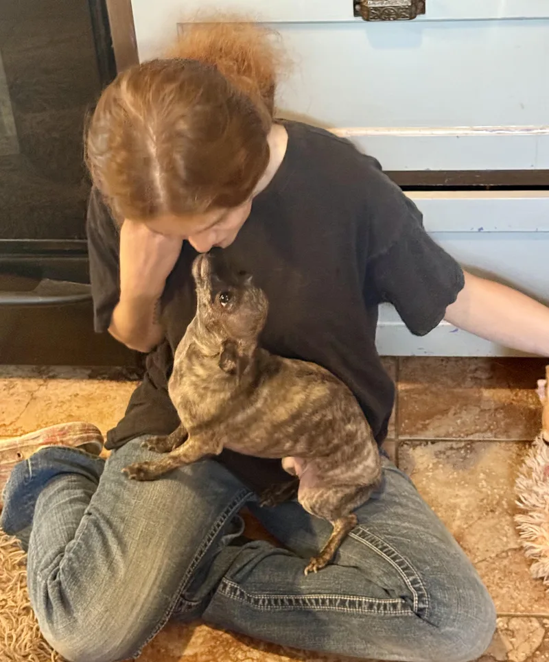 Lucy  Xolomexican Hairless thumbnail 3