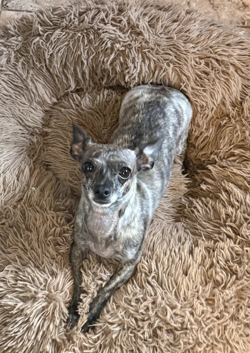 Lucy  Xolomexican Hairless thumbnail 4