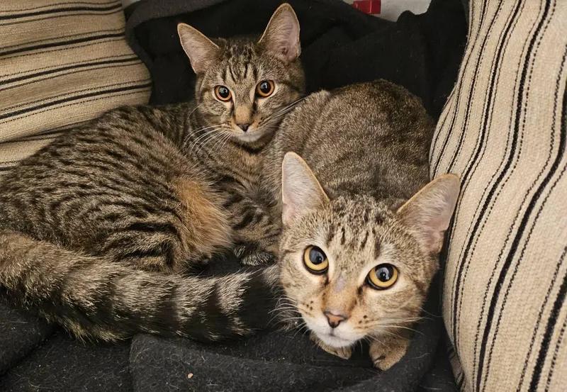 Nadia And Carmine thumbnail 2