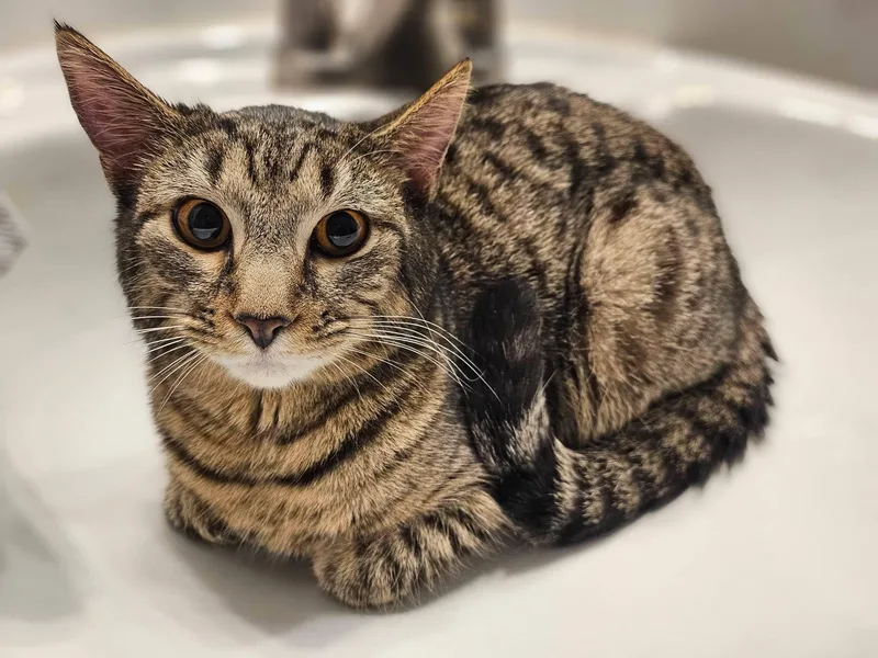 Nadia And Carmine thumbnail 4