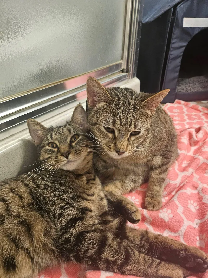 Nadia And Carmine thumbnail 5