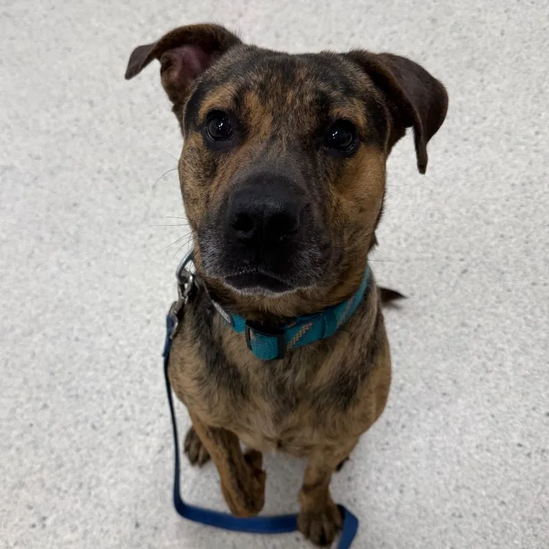 Wigglebutt thumbnail 2