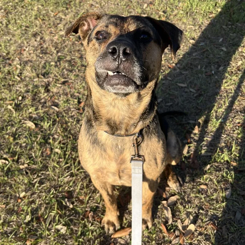 Wigglebutt thumbnail 3