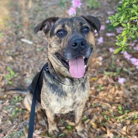 Wigglebutt thumbnail 5