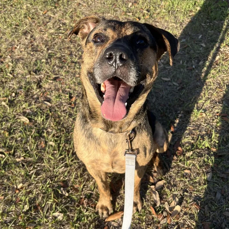 Wigglebutt thumbnail 6