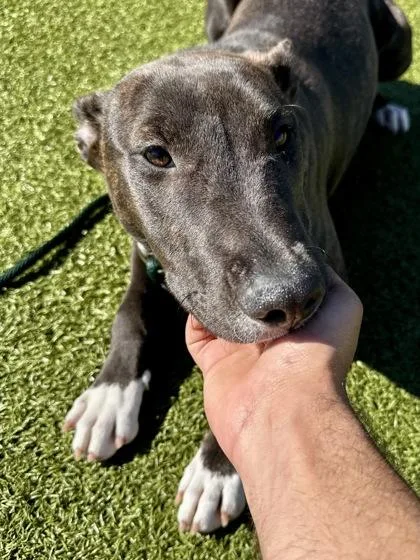 Saturniidae thumbnail 2