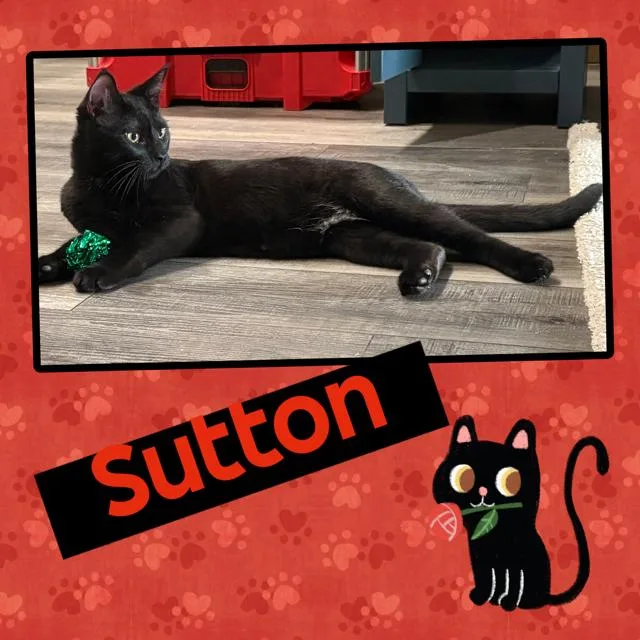Sutton