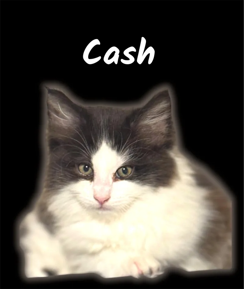 Cash