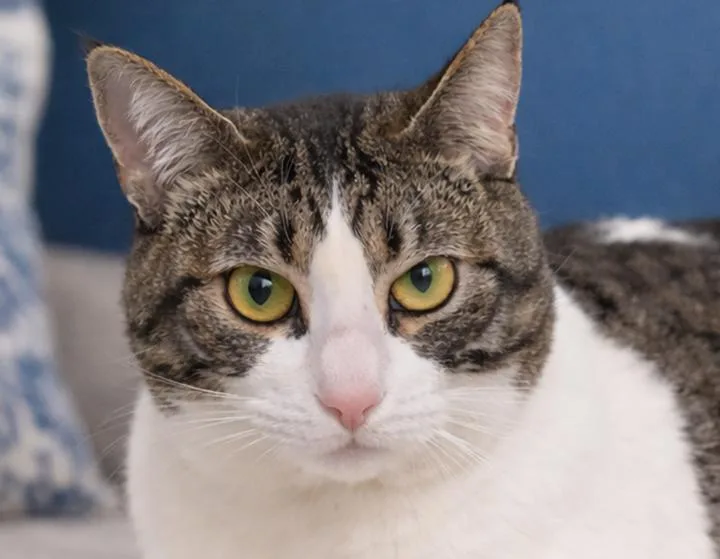 Marlo Blue thumbnail 3