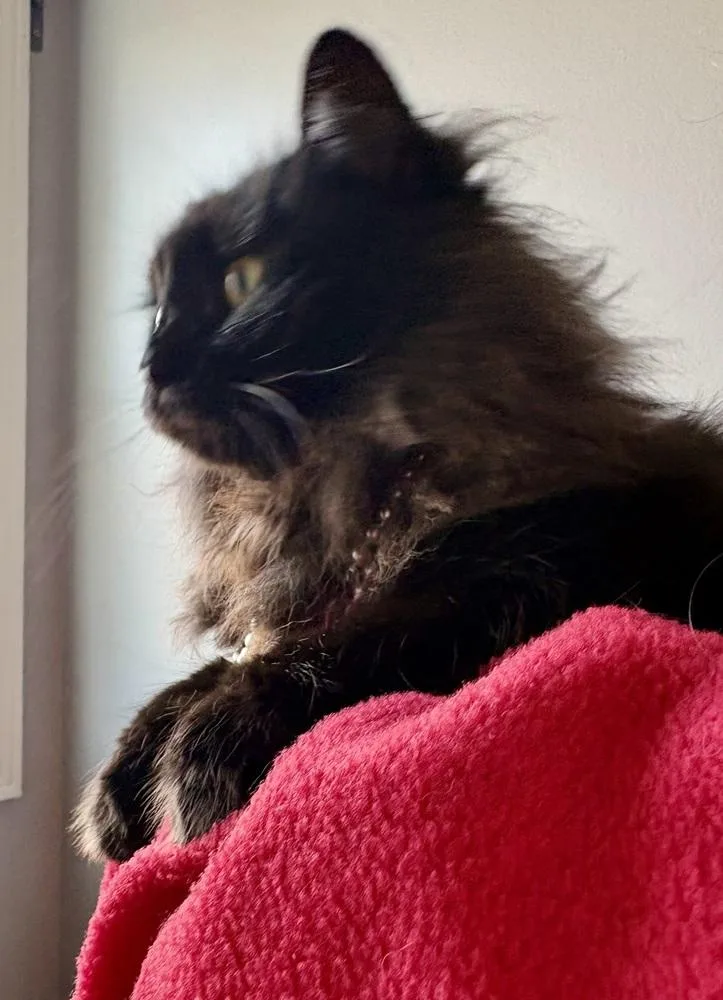 Ruby Mae thumbnail 3