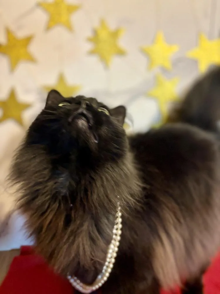 Ruby Mae thumbnail 4